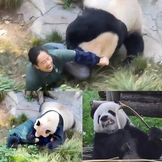 SAD NEWS: Beloved Panda at Oregon Zoo Suddenly Turns Deadly – Keeper Michael Torres Tragically Gone