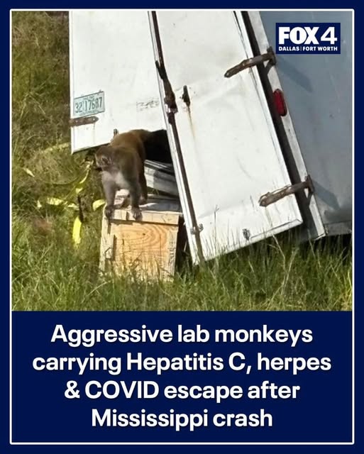 BREAKING: BIOHAZARD OUTBREAK ON THE HIGHWAY – “INFECTED” MONKEYS ESCAPE AFTER TRUCK CRASH