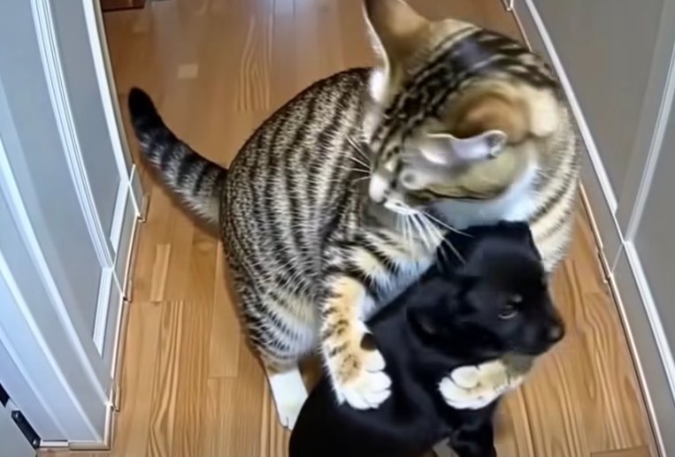 The Day My Cat Brought Home Puppies: A Story of Unlikely Love and Unspoken Compassion