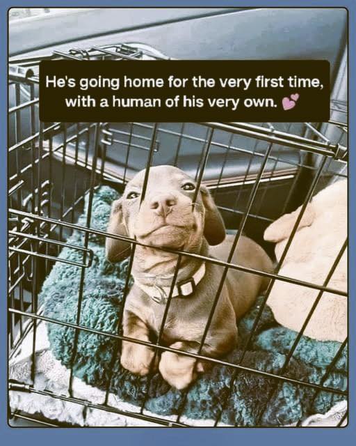 This little pup is about to start their forever home journey&nbsp;
